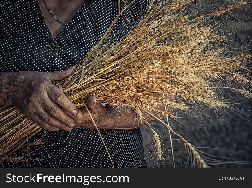 Closeup cropped image photo of old woman wrinkled hands holding showing, giving wheat spikes ears  rustic outdoors grey background wall. Harvest agriculture concept symbol. Dramatic dark tones