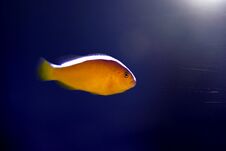 Orange Skunk Clownfish - Amphiprion Sandaracinos Stock Photography