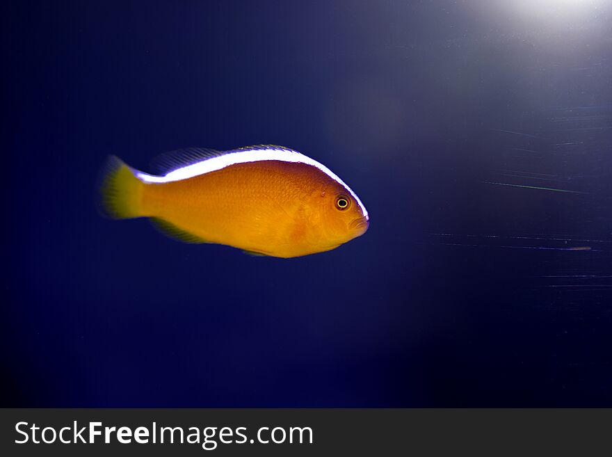 Amphiprion sandaracinos, also known as the orange skunk clownfish or orange anemonefish, is a species of anemonefish that is distinguished by its broad white stripe along the dorsal ridge. Amphiprion sandaracinos, also known as the orange skunk clownfish or orange anemonefish, is a species of anemonefish that is distinguished by its broad white stripe along the dorsal ridge.