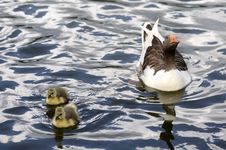 Mama Duck And Babies Swimming Stock Photos