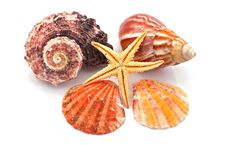 Star Fish And Sea Shells Royalty Free Stock Images Star Fish And Sea Shells Royalty Free Stock Images