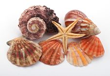 Star Fish And Sea Shells Stock Photo Star Fish And Sea Shells Stock Photo
