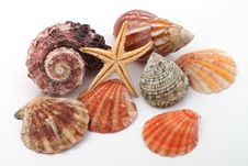 Star Fish And Sea Shells Royalty Free Stock Photo Star Fish And Sea Shells Royalty Free Stock Photo