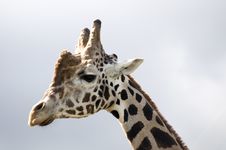 Giraffe S Profile Stock Image Giraffe S Profile Stock Image