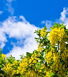 Yellow Flowers Against The Dark Blue Sky Stock Photo Yellow Flowers Against The Dark Blue Sky Stock Photo