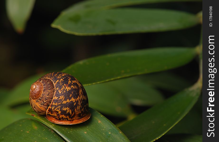 Snail On A Leaf