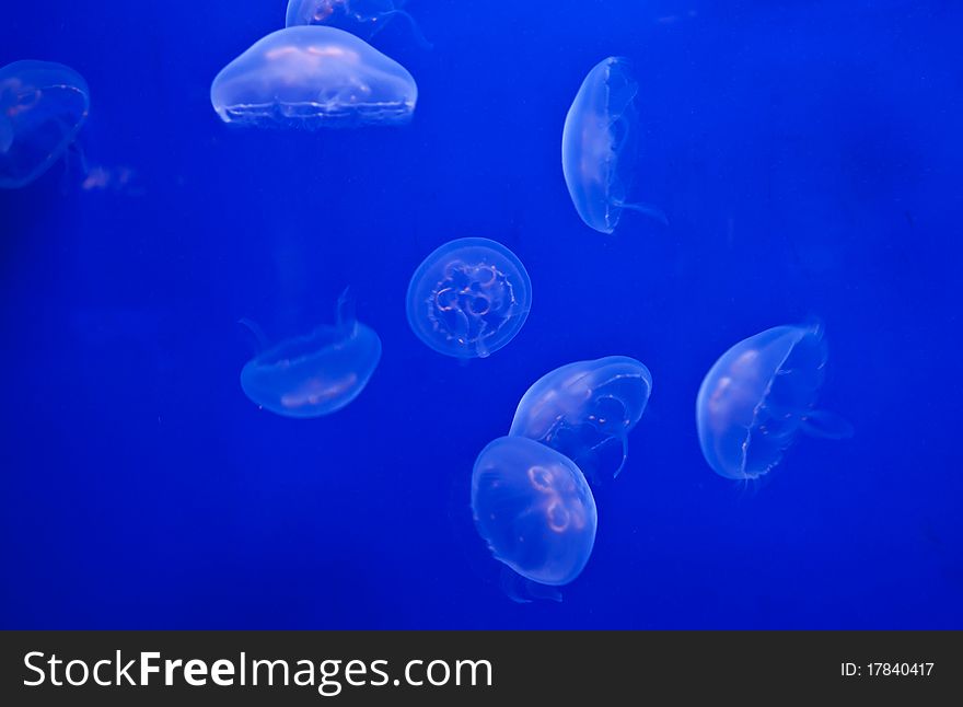 Jellifish in aquarium with simple blue background. Jellifish in aquarium with simple blue background