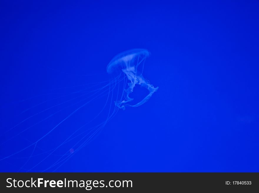 Jellyfish On Blue