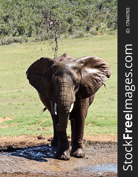 Elephant Throwing Mud On Itself