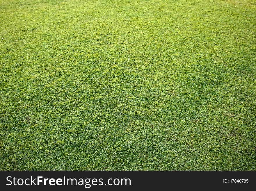 Nature Green Grass of Lawn for background