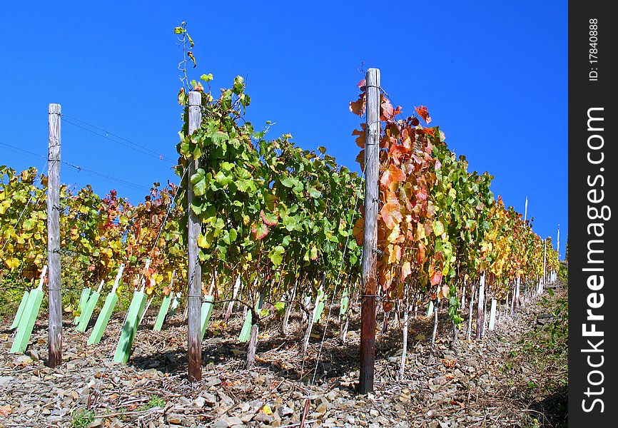 Vines in autumn at the Ahr in Germany