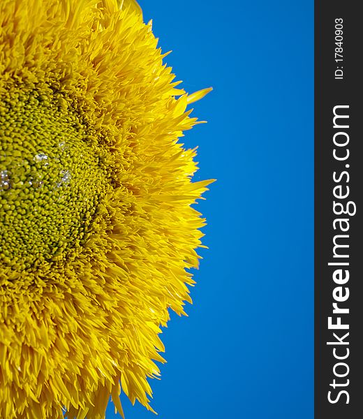 Green pollen and sunflower petals contrast with the blue sky