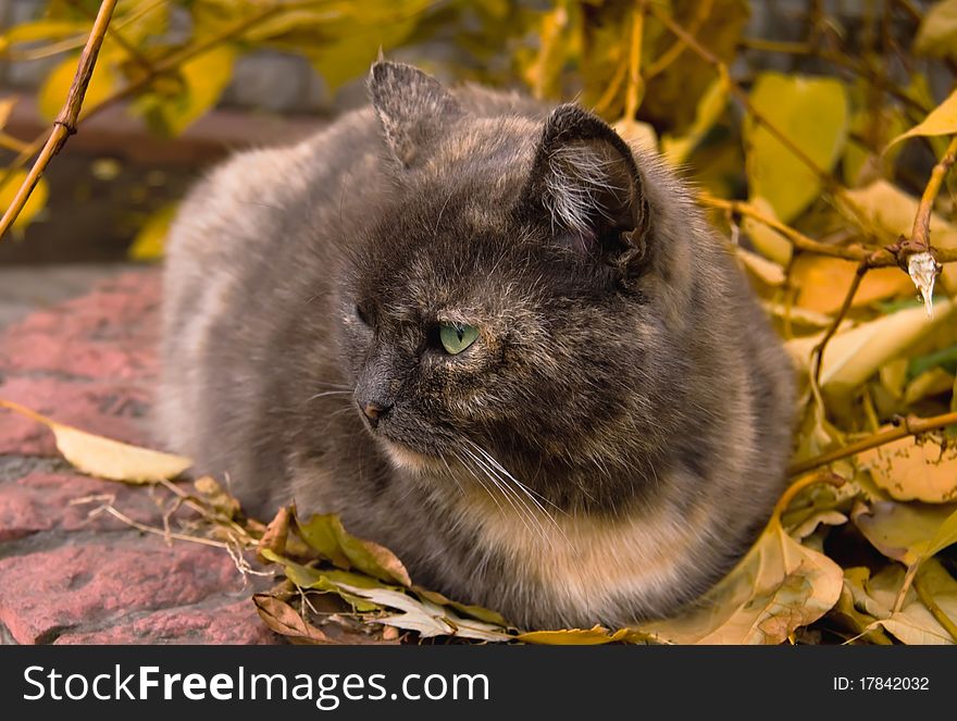 Big multicoloured cat sitting among yellow autumn leaves. Big multicoloured cat sitting among yellow autumn leaves