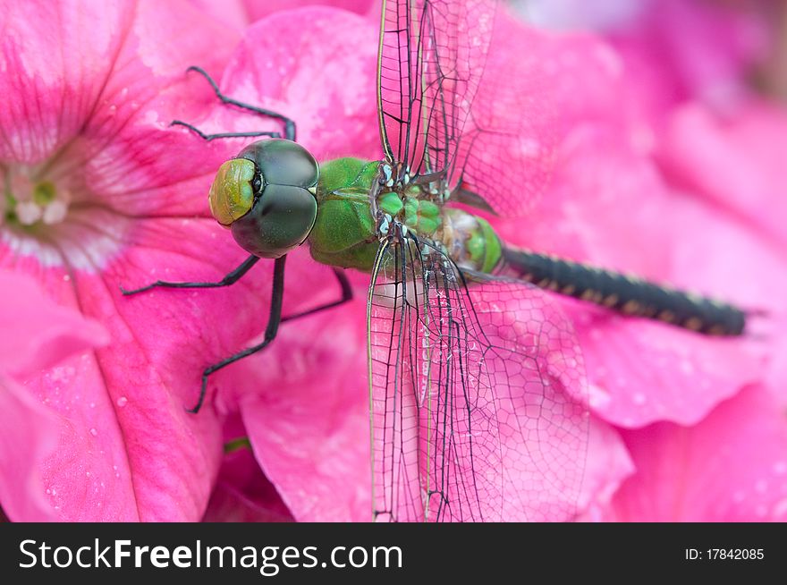 Close-up green dragonfly on pink flower. Close-up green dragonfly on pink flower.