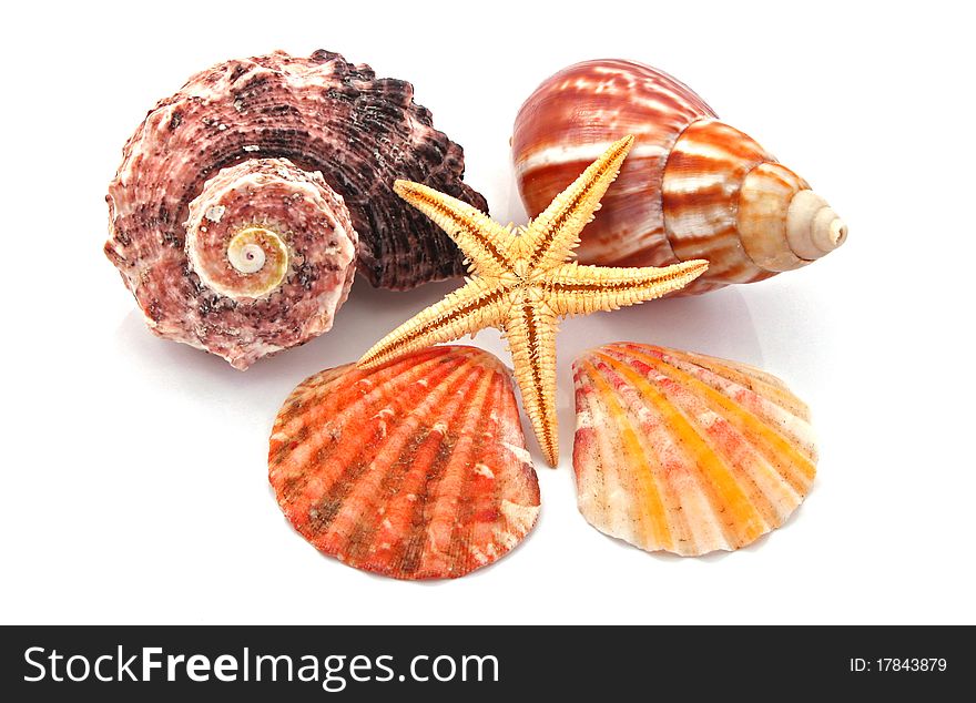 Star fish and sea shells over a white background.