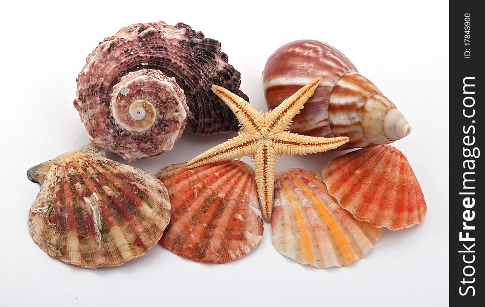 Star fish and sea shells over a white background.