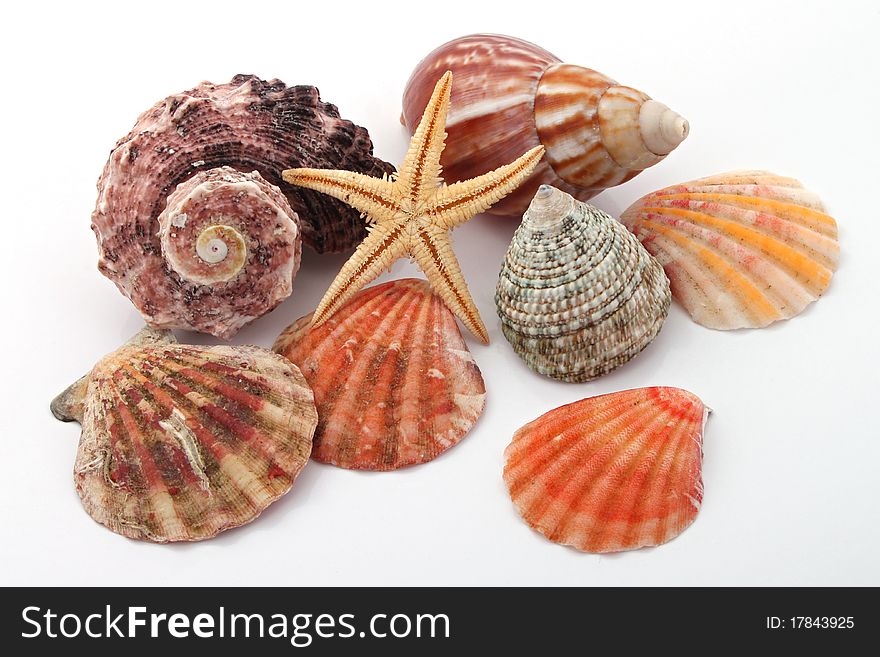 Star fish and sea shells over a white background.