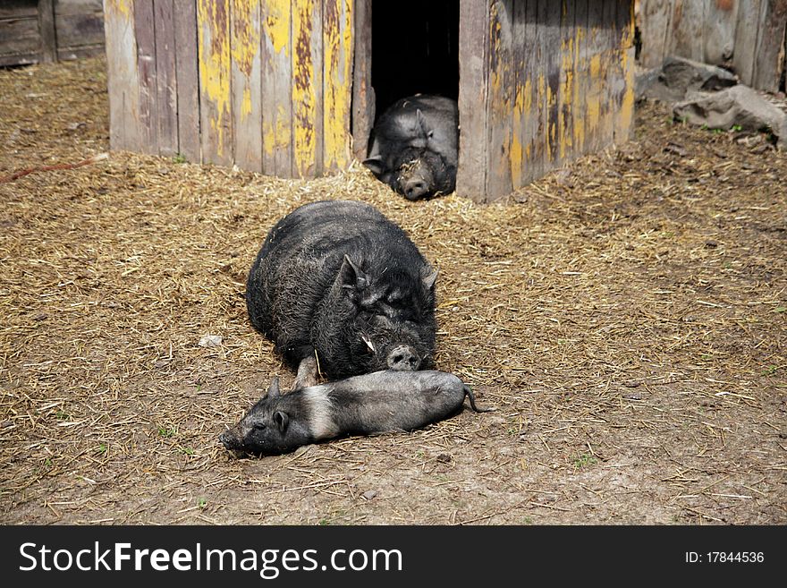 Thoroughbred pig of black color with a cub