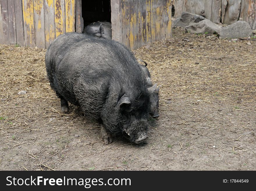 Thoroughbred pig of black color with a cub