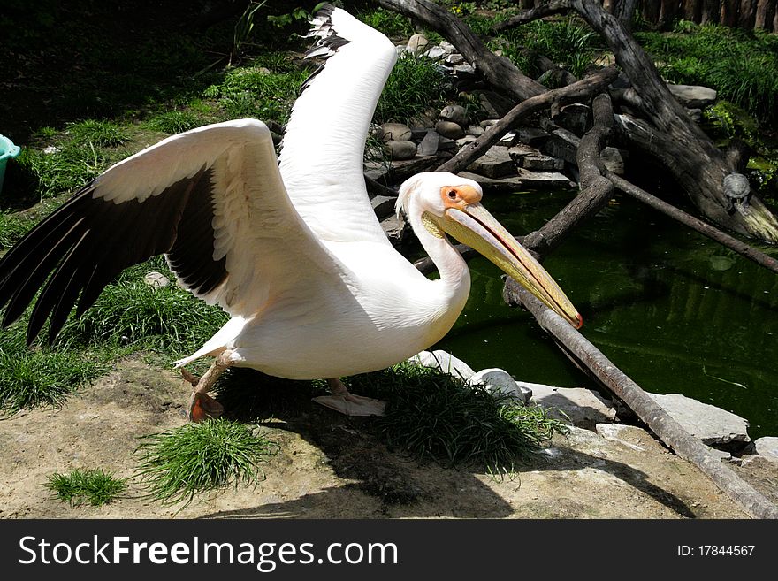 Bird a pelican with the dismissed wings