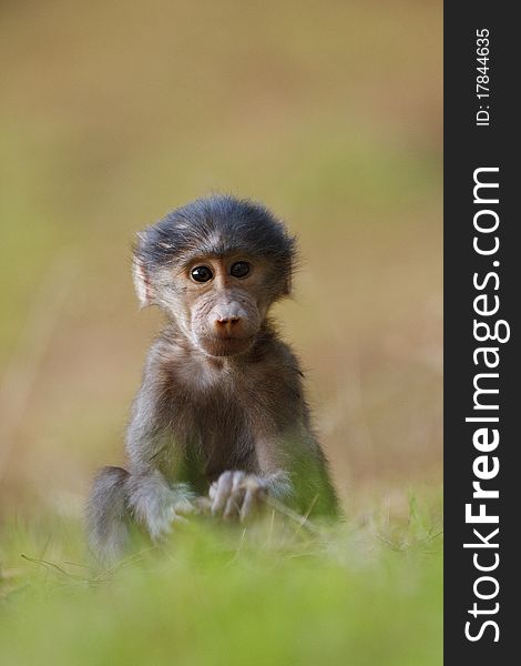 Portrait of a baby baboon. Portrait of a baby baboon