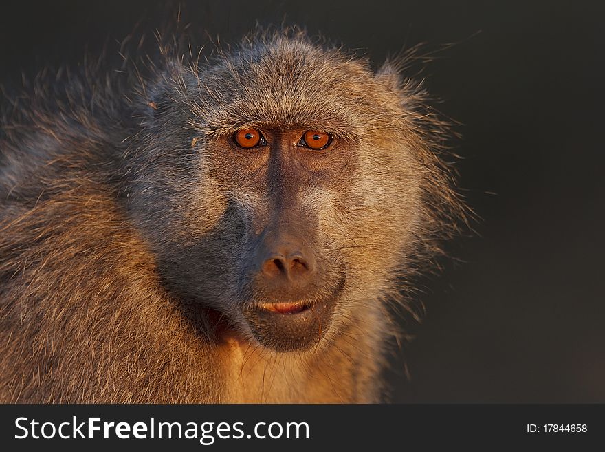 Portrait of a young baboon. Portrait of a young baboon