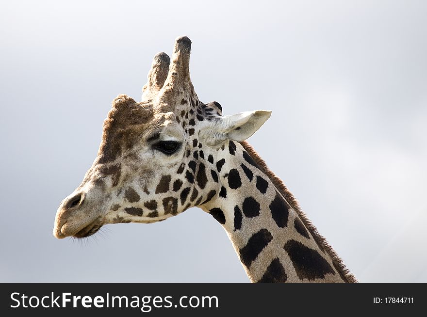 Giraffe's profile