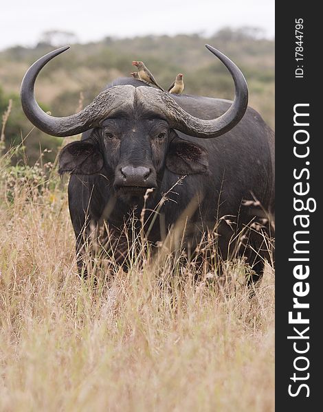 Buffalow Portrait showing huge horns.