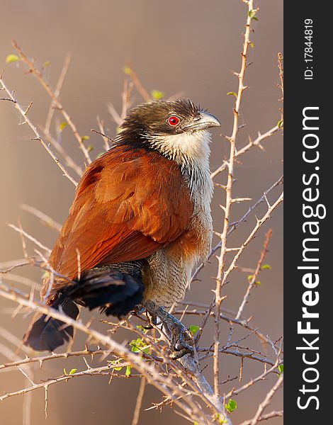 A burchells coucal takes cover in a thicket. A burchells coucal takes cover in a thicket.