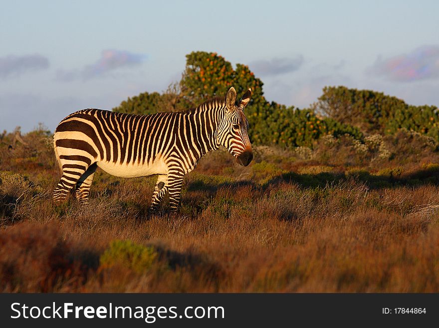 Cape mountain zebra, cape point nature reserve,