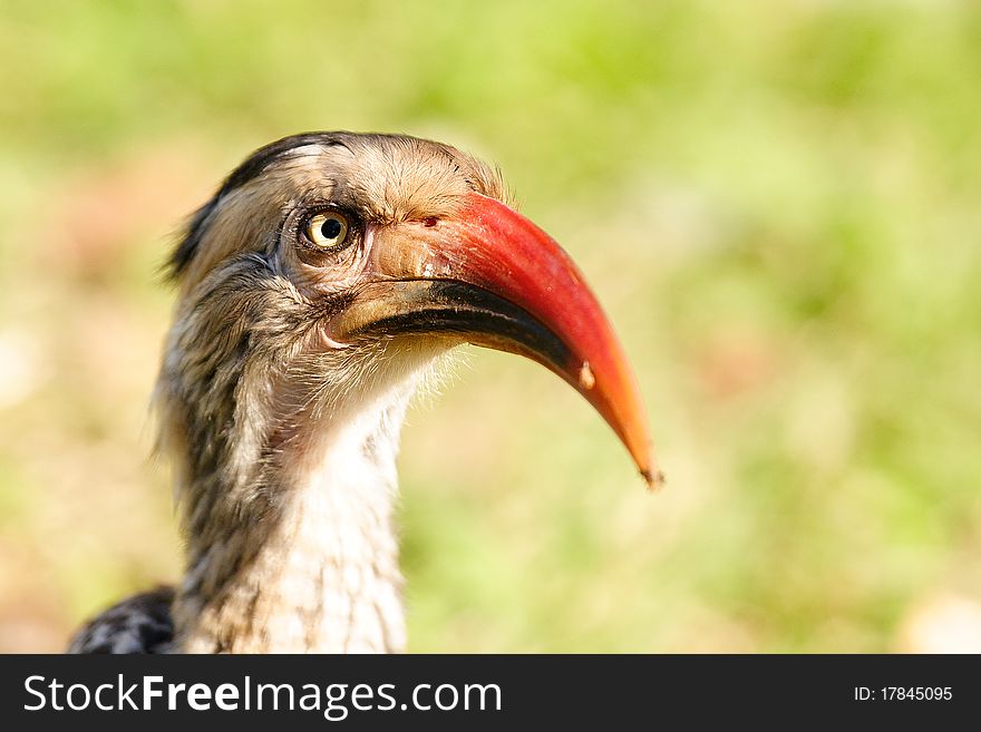 Close up of a red billed hornbill