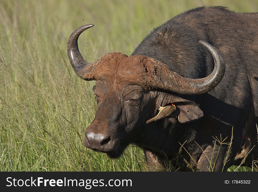 A Buffalo gets his ears cleaned by an ox pecker. A Buffalo gets his ears cleaned by an ox pecker.