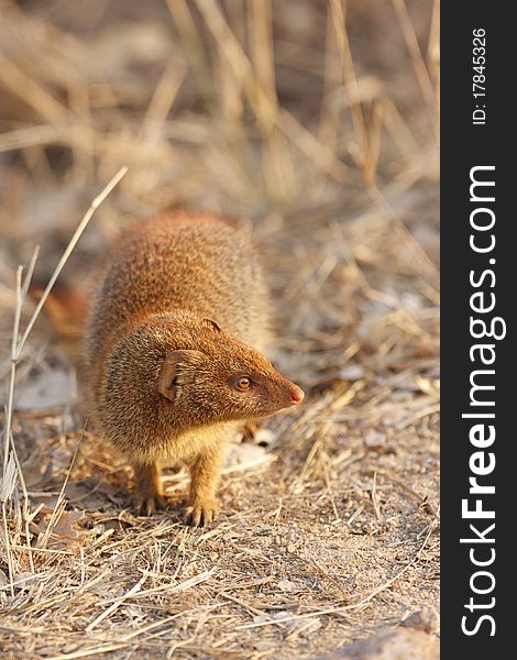 A slender mongoos checks that the road is clear before moving on. A slender mongoos checks that the road is clear before moving on.