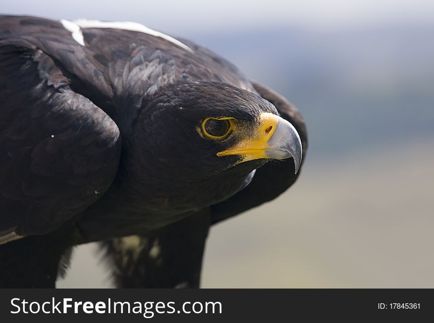 Verroux Eagle Portrait