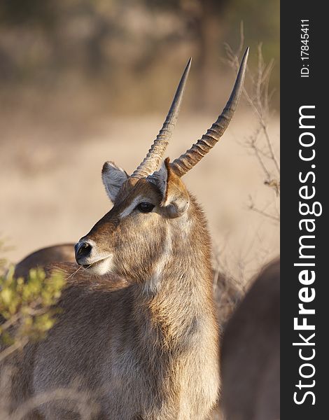 Water Buck Portrait