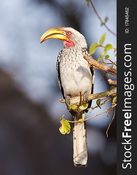 A yellow billed hornbill perches in a tree.