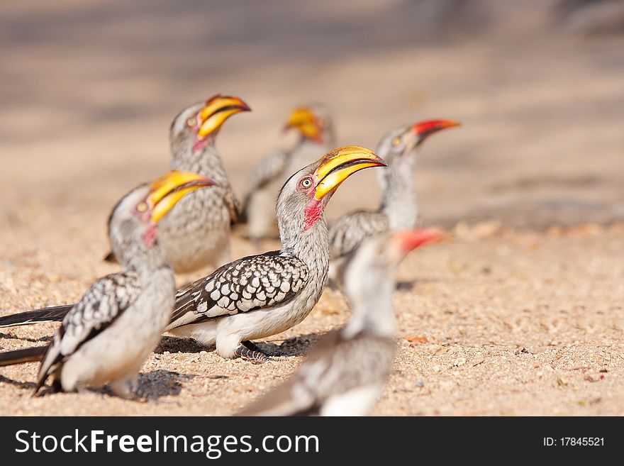 Yellow billed hornbills wait for a drop of food.