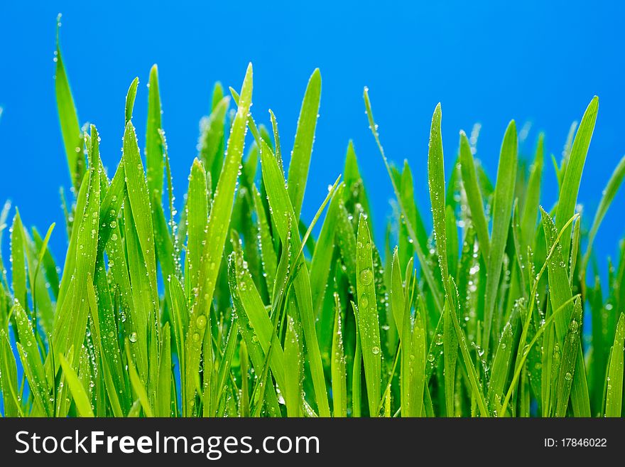 Juicy grass of green color on a bright blue background. Juicy grass of green color on a bright blue background