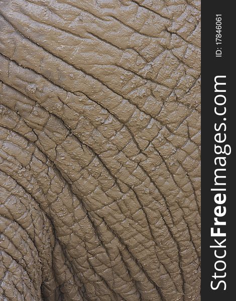 Elephant Skin