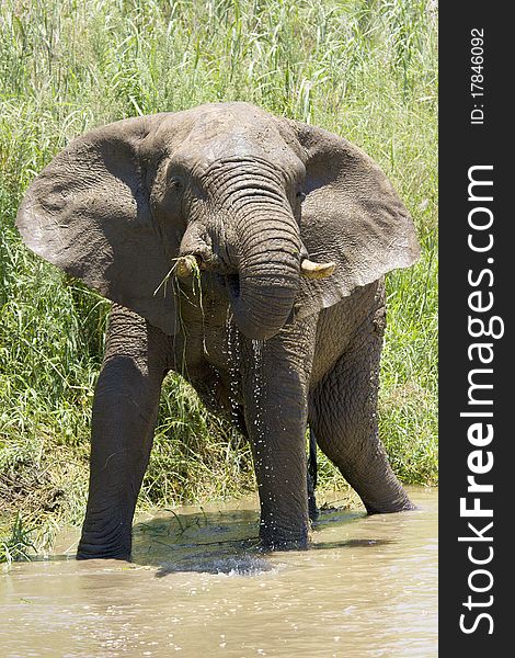 An Elephant takes a bath and drinks water from a cool river, South Africa. An Elephant takes a bath and drinks water from a cool river, South Africa.