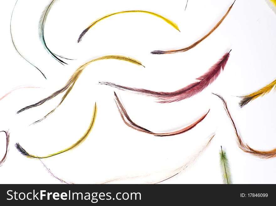 Colorfull feathers on white background