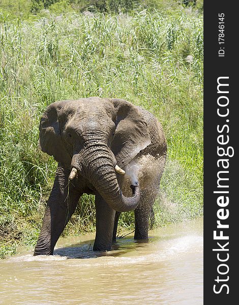 An Elephant takes a bath in a cool river, South Africa. An Elephant takes a bath in a cool river, South Africa.