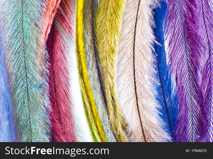 Colorfull feathers on white background