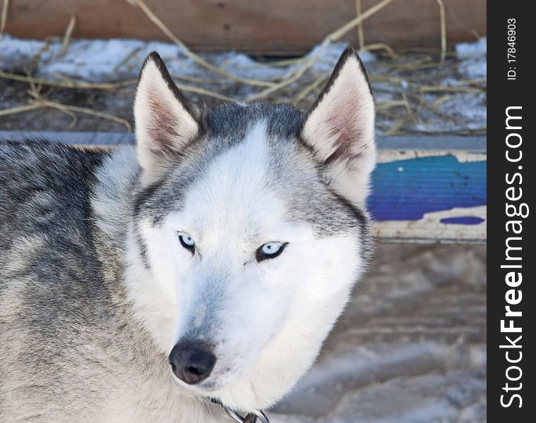 This Siberian husky has a fierce stare.