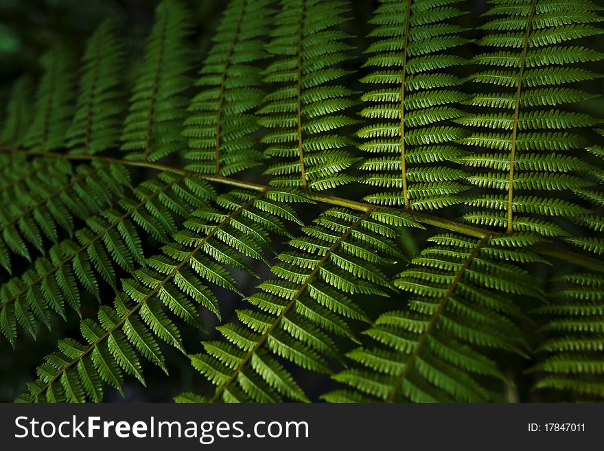 Green fern leaf with nice lighting