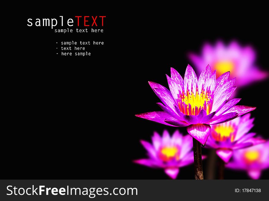 Pink water lilies isolated on black background. Pink water lilies isolated on black background