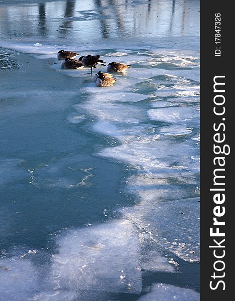 Geese on Lake Michigan