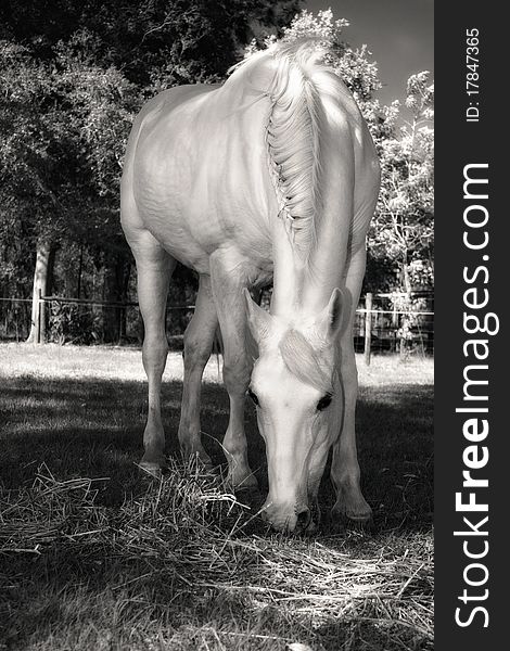 Black and white photo of white horse grazing