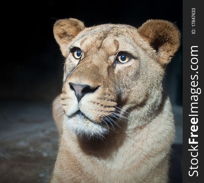 Close-up Portrait Of A Majestic Lioness