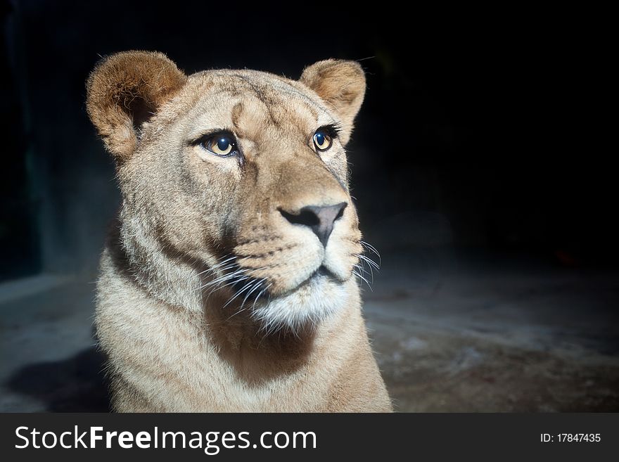 Close-up portrait of a majestic lioness